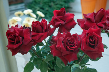 Amazing flowers (red roses)  before Christmas holiday  and New Year !