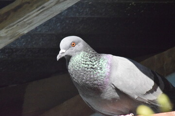 A pigeon inside a house, It's scientific Name is : Columbidae
