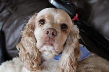 english cocker spaniel