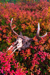 Autumn colors in the taiga and tundra of Finland, Europe