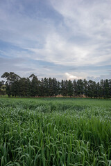 Landscape of a pasture crop for cows in Barragan Valle del Cauca Colombia