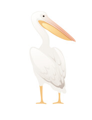 Pelican genus large water bird cartoon animal design big white bird with orange beak flat vector illustration isolated on white background