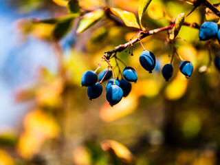 berries on a branch