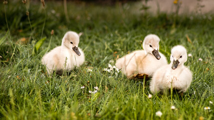 Three wandering cygnets