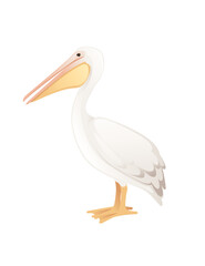 Pelican genus large water bird cartoon animal design big white bird with orange beak flat vector illustration isolated on white background