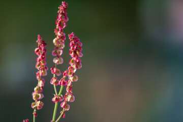 Red flowering wild plant