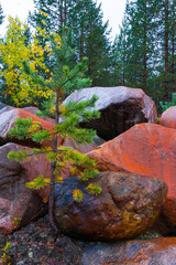 Autumn colors in the taiga and tundra of Finland, Europe
