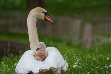 Swan and cygnet