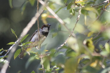 A sparrow inside a plant, It's scientific Name is : Passeridae