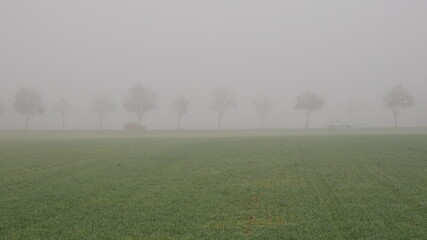 Allee Straße gesäumt von kahlen Bäumen im dichten Nebel mit fahrenden Autos, im Vordergrund ein grünes Feld oder ein Acker