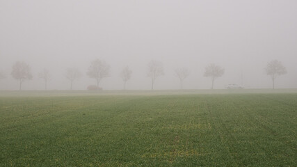 Allee Straße gesäumt von kahlen Bäumen im dichten Nebel mit fahrenden Autos, im Vordergrund ein grünes Feld oder ein Acker