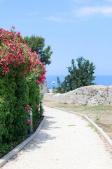 path to the castle surrounded by beautiful blooming oleander flowers