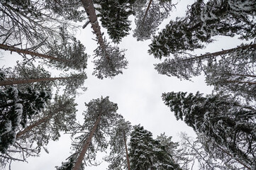 snow-covered winter spruce forest during the day