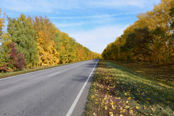 Fototapeta premium The asphalt road between the brightly colored autumn trees