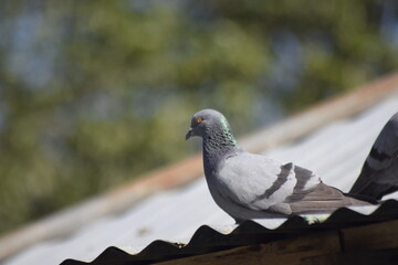 A pigeon in the roof, It's scientific Name is : Columbidae