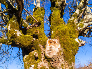 Fototapety na wymiar - Fototapeta24.pl