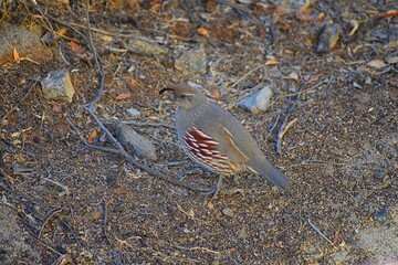 Gambel's Quail, Callipepla gambelii, running and foraging in a flock, convey or bevy, with male and female through the arid winter South Mountain Park and Preserve, Pima Canyon Trail, Phoenix, Souther