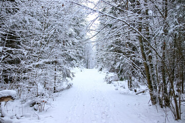 winter forest in the snow