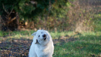 Weißer Schäferhund berger blanc suisse schüttelt heftig den Kopf, sodass Spucke fliegt