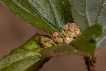 Flower of a Asthma Plant