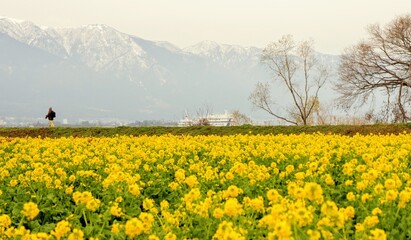 Obraz premium field of dandelions