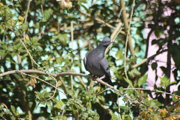 A pigeon inside a plant, It's scientific Name is : Columbidae