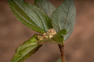 Flower of a Asthma Plant