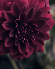 dark dahlia in evening light