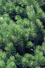 Naklejka premium Green fir branches . fir tree background, closeup. Christmas background. Light shines through the pine branches.