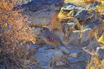 Gambel's Quail, Callipepla gambelii, running and foraging in a flock, convey or bevy, with male and female through the arid winter South Mountain Park and Preserve, Pima Canyon Trail, Phoenix, Souther