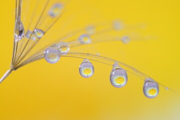 Obraz premium Background with dandelion seed and water drops