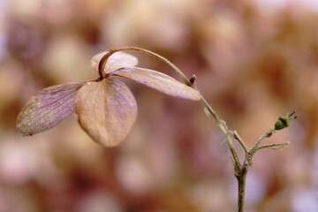 Beautiful background with withered hydrangea flower
