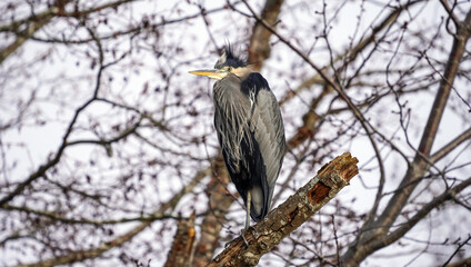 Great Blue Heron perching on a tree branch like a vampire