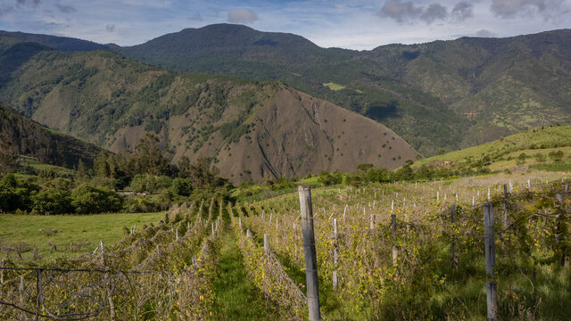 Landscape of a curubas crop, with a background of mountains in the Colombian Andes.