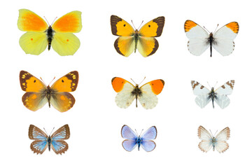 Fototapeta na wymiar Set of nine yellow and blue butterflies on white