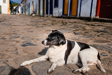 Stray dog in a cobble stone street
