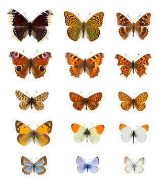 Collection of twenty  colourful european butterflies species in white background
