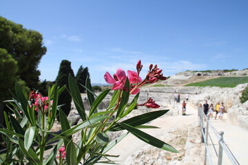 pink oleander with green leaves a. in the background the ancient amphitheater in Syracuse
