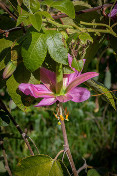 Image of green and pink curuba flowers in Barragán Valle del Cauca Colombia