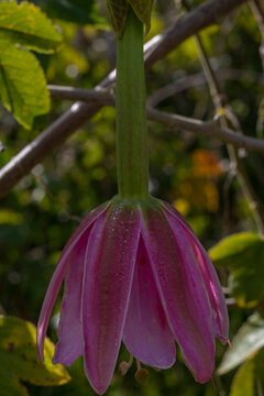 Image of green and pink curuba flowers in Barragán Valle del Cauca Colombia