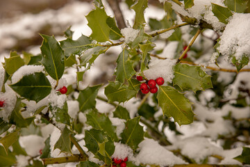 red berries on a tree