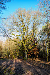 Winter forest in the Vosges, France - The great beeches of the mountain forest have lost their foliage. Bare branches rise in the blue winter sky.