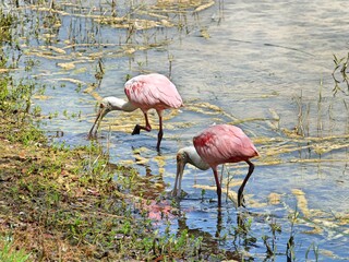 two spoonbills