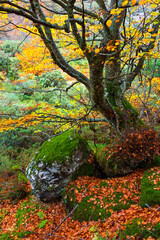 Landscapes and fall colors in the Taballon de Mongallu,  Redes Natural Park, in the Caso Council. Asturias, Spain, Europe