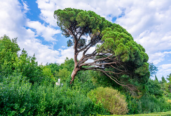 Pine tree in park of Vorontsov palace in south Crimea