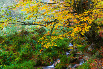 Landscapes and fall colors in the Taballon de Mongallu,  Redes Natural Park, in the Caso Council. Asturias, Spain, Europe