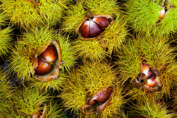 Landscapes and fall colors in the Redes Natural Park, in the Caso Council. Asturias, Spain, Europe