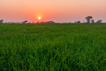 Low angle view of green grass against the sunset over the horizon