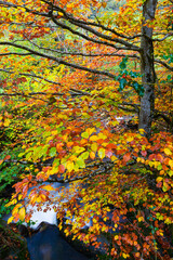 Landscapes and fall colors in the Redes Natural Park, in the Caso Council. Asturias, Spain, Europe