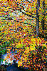 Landscapes and fall colors in the Redes Natural Park, in the Caso Council. Asturias, Spain, Europe